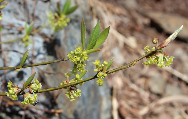 Flowering Lindera umbellata kuromoji spicebush in Japan, the plant traditionally used to make wooden wagashi picks