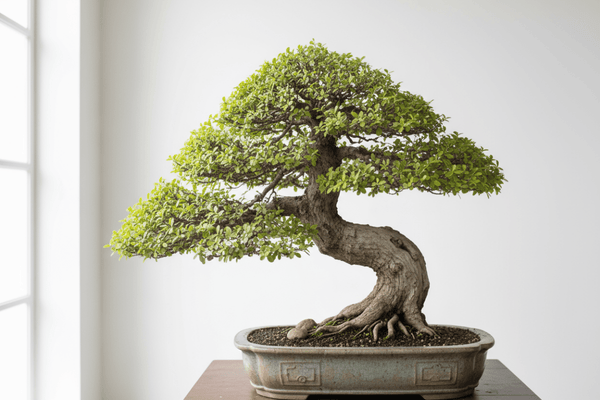 Bonsai Trees — Patience in Miniature