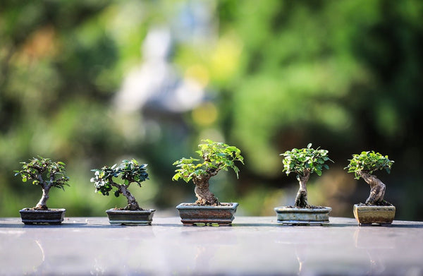 Discovering Bonsai: A Fascinating Journey into Japanese Art and Inner Harmony - Suwada1926