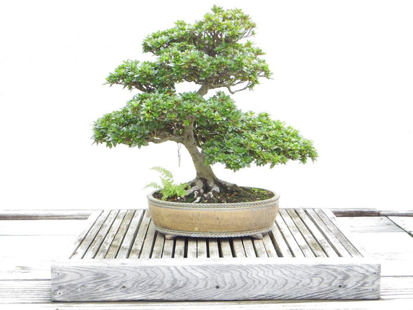 Mastering the Art of Bonsai: Essential Japanese Tools Every Enthusiast Needs - Suwada1926