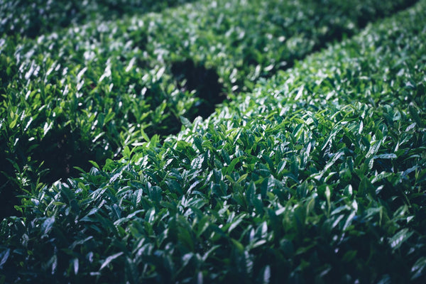 Rows of green tea bushes across a Japanese tea plantation