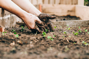 Hands working in garden soil around young plants