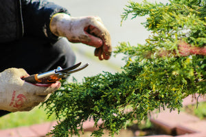 Gardener using hand secateurs to prune a green shrub