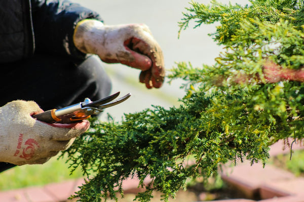 Gardener using hand secateurs to prune a green shrub
