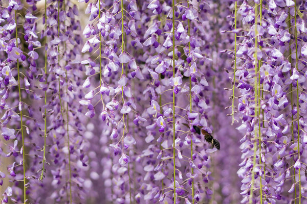 Purple wisteria flowers identifying the plant traditionally associated with fujibai finishing ash in Japanese tea ceremony
