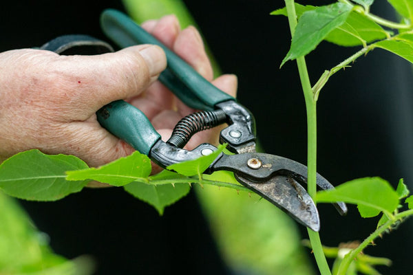 Hand pruners positioned around a garden branch before cutting