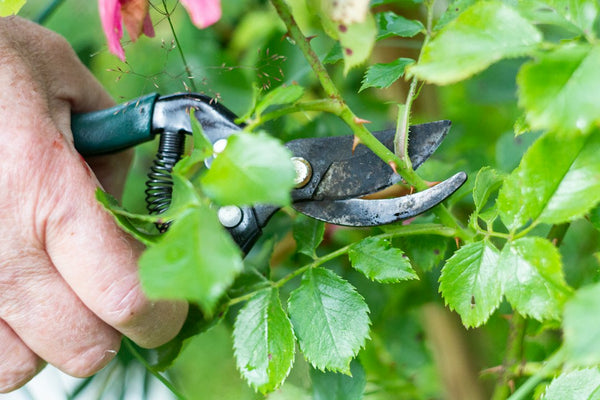 Gardener using a hand pruner to trim a small tree