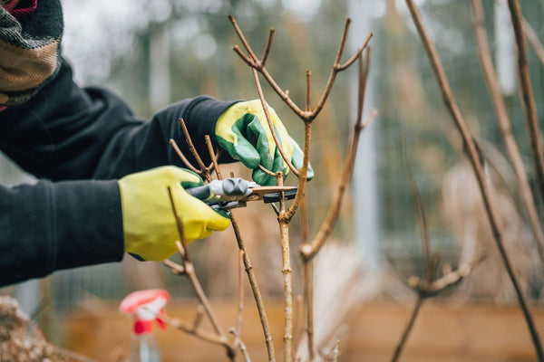 Hands using secateurs while pruning a garden tree