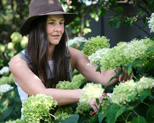 Gardener pruning white hydrangea flowers with hand secateurs