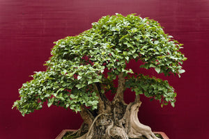 Mature bonsai tree with a textured trunk