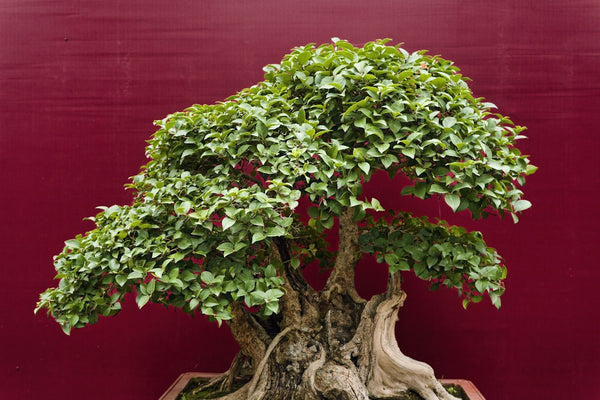 Mature bonsai tree with a textured trunk