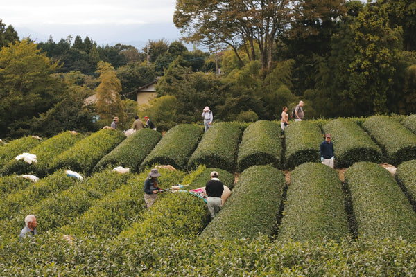 Workers harvesting rows of bright green tea leaves