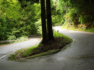 Dense Japanese cedar and cypress forest along a winding road in Nara, Japan