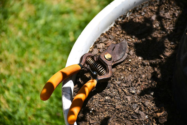 Garden pruning shears resting beside plants and soil