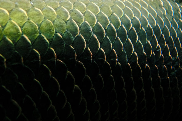 Close-up of natural fish scales illustrating the visual origin of the word uroko in Urokobai; not a tea ash form