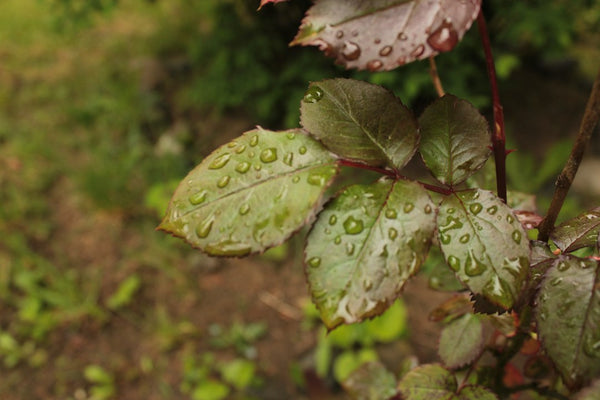 Green garden leaves covered with raindrops after wet weather