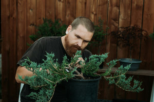 Person carefully styling a bonsai tree